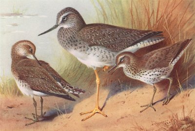 Büyük Sarıbacak, Yalnız Çulluk, Benekli Çulluk (renkli lito) by Archibald Thorburn