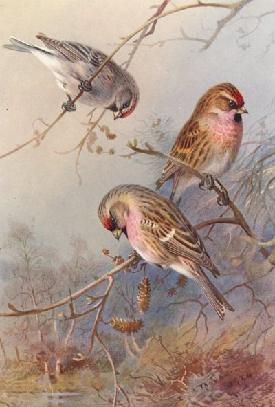 Grönland Kızılgerdanı, Küçük Kızılgerdan, Mealy Kızılgerdanı (renkli lito) by Archibald Thorburn