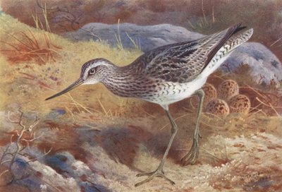 Greenshank (renkli lito) by Archibald Thorburn