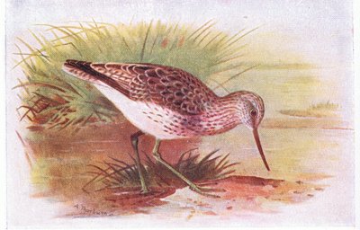 Greenshank, Frederick Warne & Co Ltd tarafından yayınlanan Britanya Adaları Kuşları ve Yumurtaları