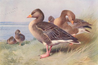 Gri Lag-Goose (renkli lito) by Archibald Thorburn