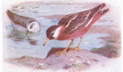 Gray Phalarope (yaz ve sonbahar), Frederick Warne & Co Ltd, 1958 tarafından yayınlanan Britanya Adaları Kuşları ve Yumurtalarından by Archibald Thorburn