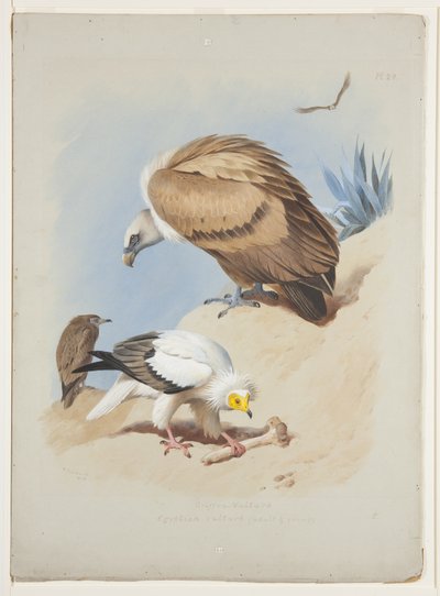 Kızıl akbaba ve Mısır akbabası, c.1915 (kağıt üzerine kurşun kalem üzerine suluboya ve gövde rengi) by Archibald Thorburn