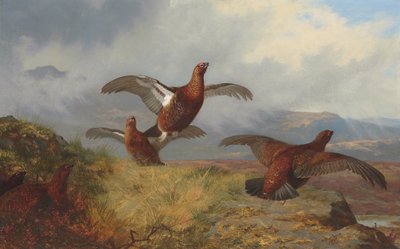 uçuşta orman tavuğu by Archibald Thorburn