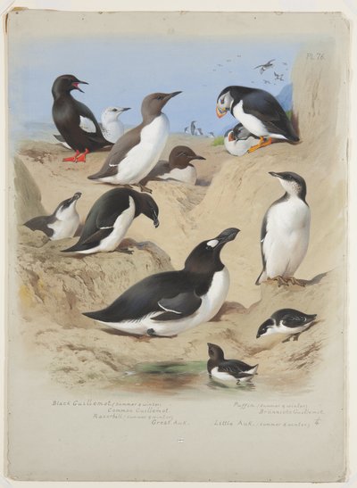 Guillemots, ustura gagalı, martı ve auks, c.1915 (kalem üzerine arap zamkı ile suluboya ve gövde boyası) by Archibald Thorburn