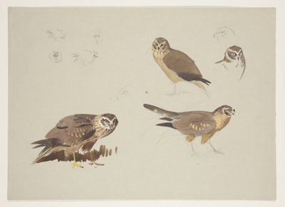 Harrier ve ruff, c.1915 (kağıt üzerine kurşun kalem üzerine suluboya ve gövde rengi) by Archibald Thorburn