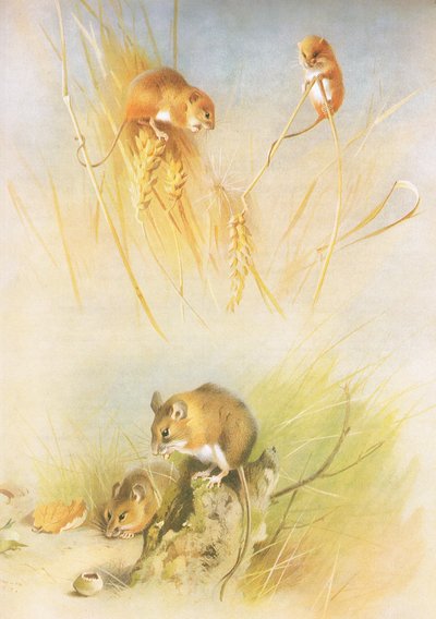 Longmans and Co, c tarafından yayınlanan Thorburns Mammals