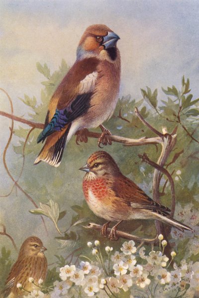 Şahin kuşu, Linnet (erkek ve dişi) (renkli lito) by Archibald Thorburn