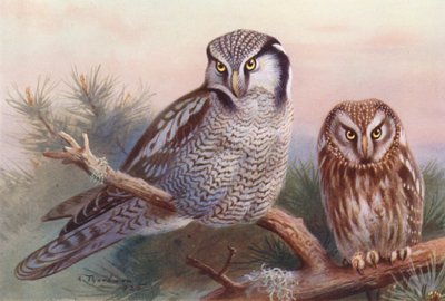 Şahin Baykuş, Tengmalm Baykuşu (renkli taş baskı) by Archibald Thorburn