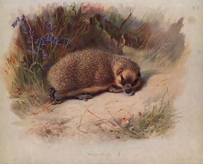 Kirpi by Archibald Thorburn