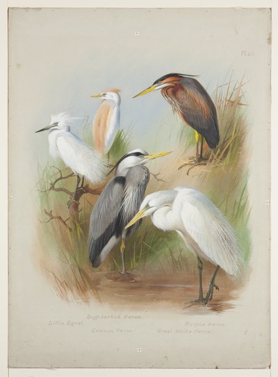 Balıkçıllar ve ak balıkçıl, c.1915 (gemide kurşun kalem üzerine suluboya ve gövde boyası) by Archibald Thorburn