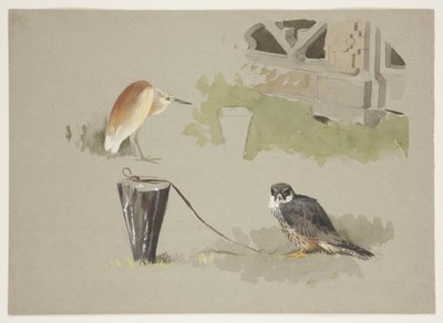 Hobi erkek bağlı ve kare balıkçıl, c.1915 (kağıt üzerine kurşun kalem üzerine suluboya ve gövde rengi) by Archibald Thorburn
