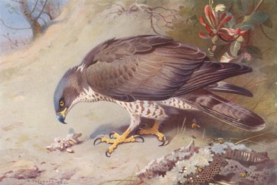 Honey-Buzzard (renkli taşbaskı) by Archibald Thorburn