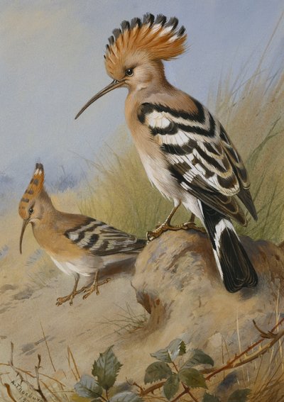 ibibikler by Archibald Thorburn