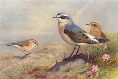 Isabelline Wheatear, Wheatear (erkek ve dişi) (renkli lito) by Archibald Thorburn