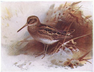 Jack Snipe, Frederick Warne & Co Ltd, 1958 tarafından yayınlanan Britanya Adaları Kuşları ve Yumurtalarından by Archibald Thorburn