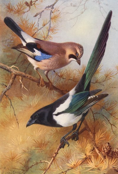 Jay, Magpie (renkli taş baskı) by Archibald Thorburn