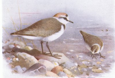 Kentish Plover, Frederick Warne & Co Ltd, 1958 tarafından yayınlanan Britanya Adaları Kuşları ve Yumurtalarından by Archibald Thorburn