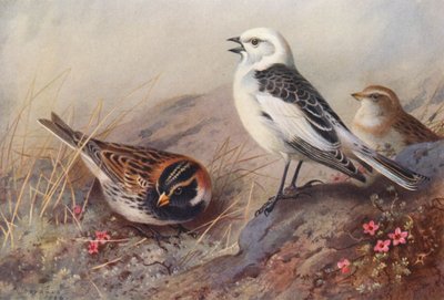 Laponya Tavşanı, Kar Tavşanı (yaz) (erkek ve dişi) (renkli lito) by Archibald Thorburn