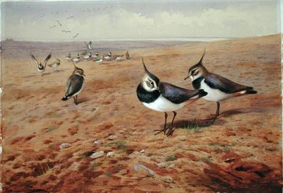 Pulluktaki Lapwings by Archibald Thorburn