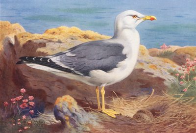 Küçük Kara Sırtlı Martı (renkli lito) by Archibald Thorburn