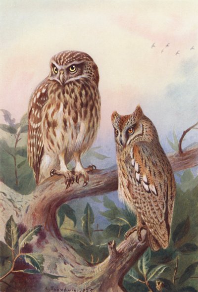 Küçük Baykuş, Scops-Baykuş (renkli taş baskı) by Archibald Thorburn