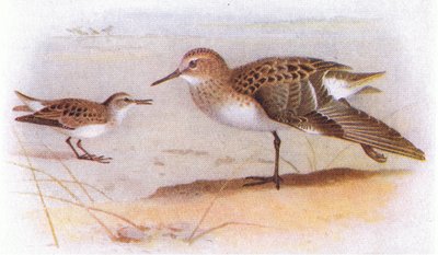 Little Stint, Birds of the British Isles ve Onların Yumurtalarından Frederick Warne & Co Ltd, 1958 by Archibald Thorburn