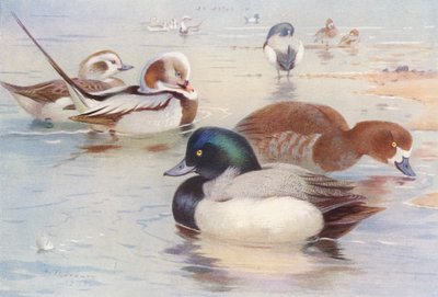 Uzun Kuyruklu Ördek (erkek ve dişi), Sakarmeke Ördeği (erkek ve dişi) (renkli lito) by Archibald Thorburn