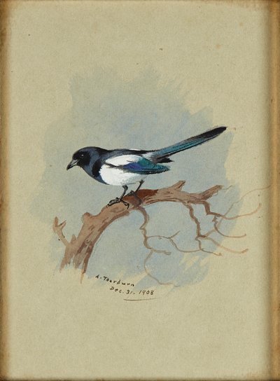 Daldaki Saksağan (mürekkep ve sulu boya) by Archibald Thorburn