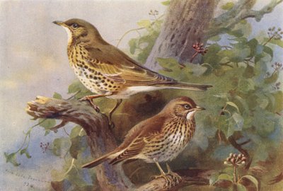 Ökse Çalısı, Ötücü Çalı (renkli taş baskı) by Archibald Thorburn
