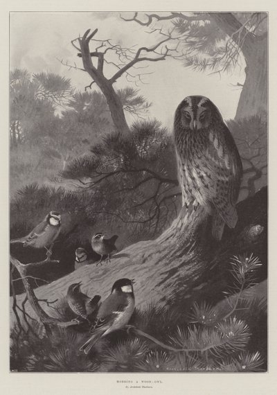 Ağaç Baykuşu Mobbingi by Archibald Thorburn