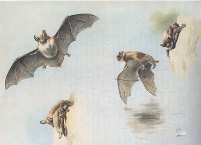 Longmans and Co tarafından yayınlanan Thorburns Memelilerden Natterers Bat ve Daubentons Bat, c. 1920 by Archibald Thorburn