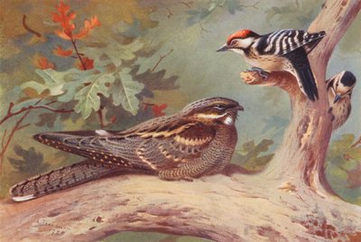 Bülbül, Küçük Benekli Ağaçkakan (erkek ve dişi) (renkli lito) by Archibald Thorburn