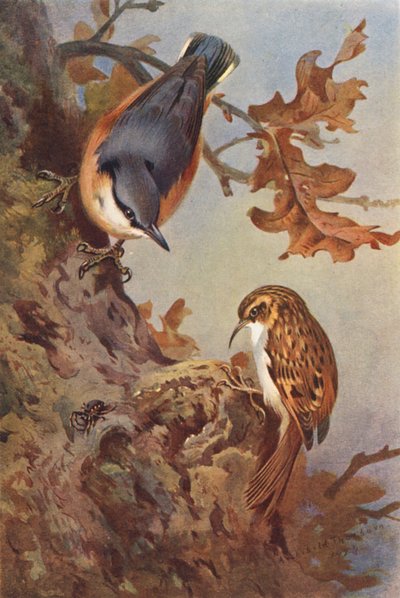 Sıvacı Kuşu, Ağaç Sürüngeni (renkli lito) by Archibald Thorburn