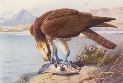 Osprey (renkli lito) by Archibald Thorburn