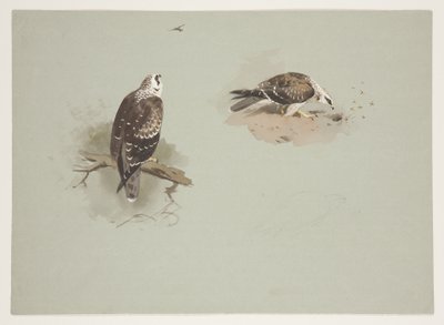 Soluk bal şahin, 1915 dolayları (kağıt üzerine kurşun kalem üzerine suluboya ve gövde boyası) by Archibald Thorburn
