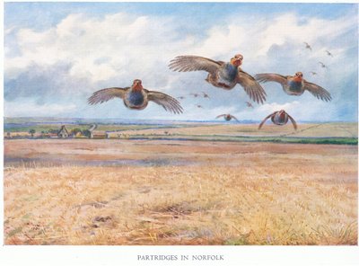 Norfolk