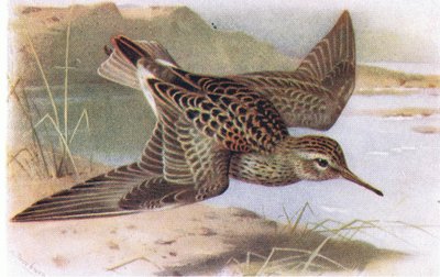Pektoral Sandpiper, Frederick Warne & Co Ltd tarafından yayınlanan Britanya Adaları Kuşları ve Yumurtalarından, 1958 by Archibald Thorburn