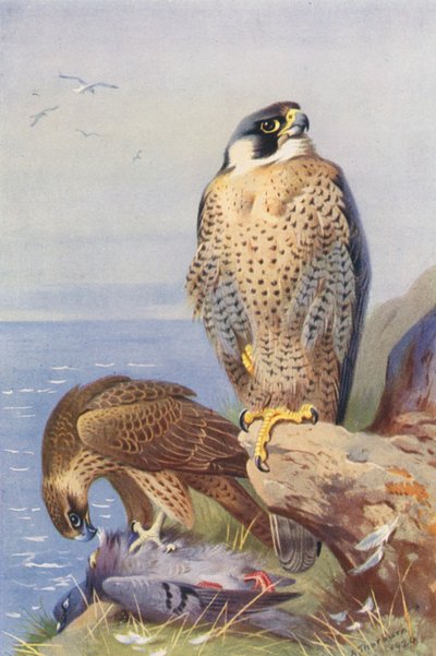 Alaca Şahin (renkli lito) by Archibald Thorburn