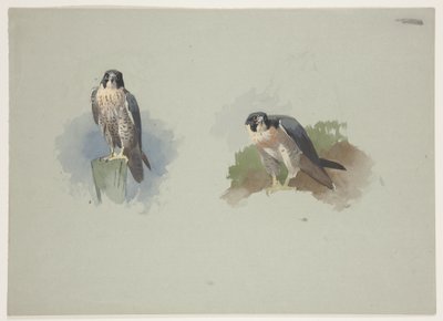 Peregrine falcon erkek, c.1915 (kağıt üzerine kurşun kalem üzerine suluboya ve gövde rengi) by Archibald Thorburn