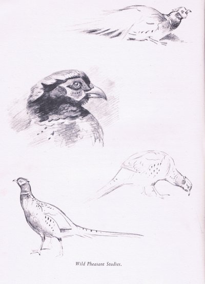 Sülünler, 1938 by Archibald Thorburn