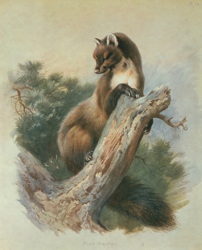 çam sansarı by Archibald Thorburn