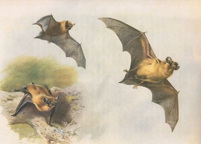 Longmans and Co tarafından yayınlanan Thorburns Memelilerden Pipistrelle veya Common Bat, c. 1920 by Archibald Thorburn