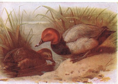 patlamış mısır by Archibald Thorburn