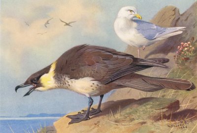 Pomatorhine Skua, İzlanda Martısı (renkli lito) by Archibald Thorburn