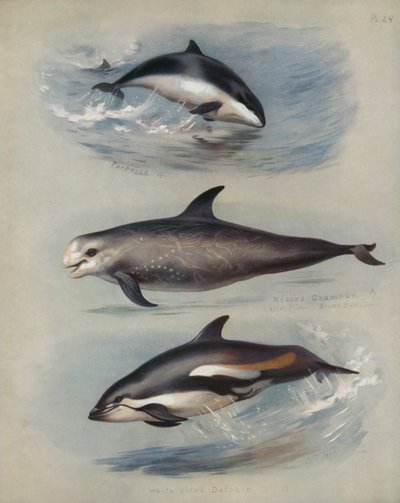 Porpoise, Rissos Grampus, Beyaz Taraflı Yunus by Archibald Thorburn