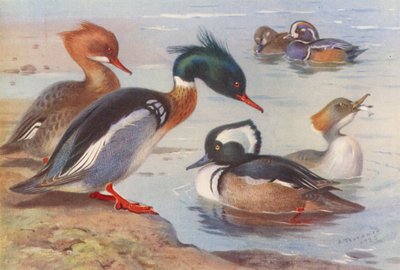 Kırmızı Göğüslü Merganser (erkek ve dişi), Alaca Ördek (erkek ve dişi), Kapşonlu Merganser (erkek ve dişi) (renkli lito) by Archibald Thorburn