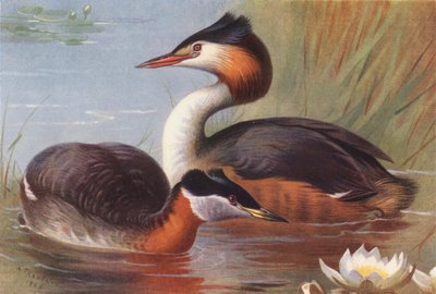 Kırmızı Boyunlu Batağan, Büyük Tepeli Batağan (renkli lito) by Archibald Thorburn