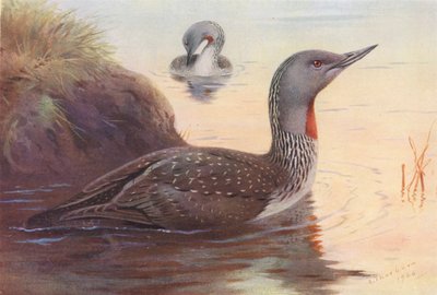 Kırmızı Boğazlı Dalgıç (renkli lito) by Archibald Thorburn