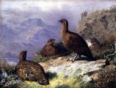 Bir Loch Kıyısında Kızıl Orman Tavuğu by Archibald Thorburn